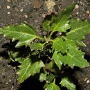 Chenopodium rubrum (komosa czerwonawa)