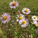 Symphyotrichum novi-belgii (aster nowobelgijski)
