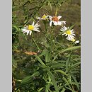 Aster tradescantii (aster drobnokwiatowy)