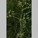 Galium pumilum (przytulia szorstkoowockowa)