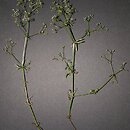 Galium pumilum agg. (przytulia szorstkoowockowa agg.)