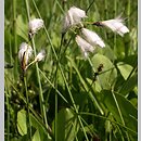 Eriophorum gracile (wełnianka delikatna)