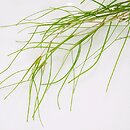 Stuckenia pectinata (stuckenia grzebieniasta)