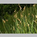 Carex curvata (turzyca odgięta)