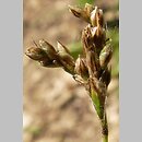 Carex pediformis (turzyca stopowata)