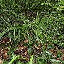 Carex strigosa (turzyca zgrzebłowata)