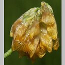 Trifolium patens (koniczyna odstająca)