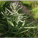 Gnaphalium norvegicum (szarota norweska)