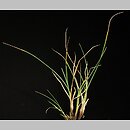 Carex lachenalii (turzyca Lachenala)