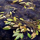 Potamogeton - szerokolistne