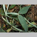 Lathyrus heterophyllus (groszek różnolistny)