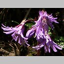 Soldanella montana (urdzik górski)