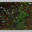 Myosotis decumbens ssp. kerneri (niezapominajka rozłogowa Kernera)
