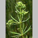Galium spurium (przytulia fałszywa)