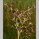 Juncus atratus (sit czarny)