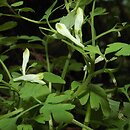Corydalis capnoides (kokorycz żółta)