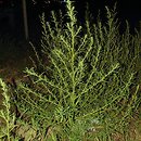 Kochia scoparia (mietelnik żakula)