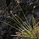 Sesleria albicans (sesleria skalna)