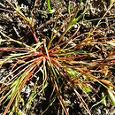 Juncus ranarius (sit żabi)