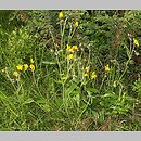 Hieracium atratum (jastrzębiec żałobny)