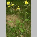 Hieracium stygium (jastrzębiec wschodniosudecki)