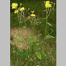 Hieracium chlorocephalum agg. (jastrzębiec zielonokoszyczkowy  agg.)