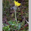 Hieracium alpicola (jastrzębiec bródkowaty)
