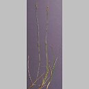 Festuca tatrae (kostrzewa tatrzańska)