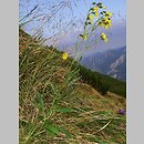 Hieracium silesiacum (jastrzębiec śląski)