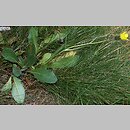 Hieracium halleri (jastrzębiec Hallera)