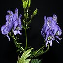 Aconitum ×pawlowskii (tojad Pawłowskiego)