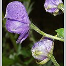 Aconitum firmum ssp. moravicum (tojad mocny morawski)