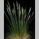 Festuca ovina s.str. (kostrzewa owcza s.str.)