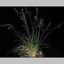 Festuca duvalii (kostrzewa Duvala)