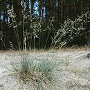 Festuca vaginata (kostrzewa pochwiasta)