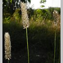 Phleum hubbardii (tymotka kolankowata)