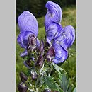 Aconitum ×berdaui nssp. berdaui (tojad Berdaua typowy)