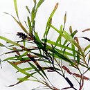 Potamogeton obtusifolius (rdestnica stępiona)