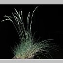 Festuca valesiaca (kostrzewa walezyjska)