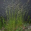 Festuca rubra agg. (kostrzewa czerwona agg.)