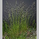 Festuca rubra s.str. (kostrzewa czerwona s.str.)