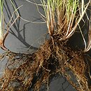 Festuca rubra s.str. (kostrzewa czerwona s.str.)