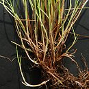 Festuca nigrescens (kostrzewa czarniawa)