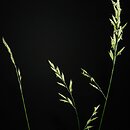 Festuca nigrescens (kostrzewa czarniawa)