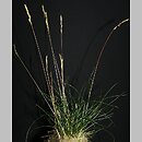 Festuca trachyphylla (kostrzewa murawowa)