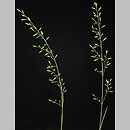 Festuca psammophila × ovina