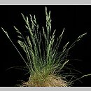 Festuca rupicola (kostrzewa bruzdkowana)