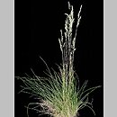 Festuca guestphalica (kostrzewa długolistna)