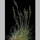 Festuca tenuifolia (kostrzewa nitkowata)