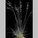 Festuca psammophila (kostrzewa piaskowa)